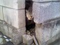 ブロック塀の隙間からノラ猫さんが出て来てくれた。