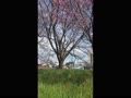 京都・桂川左岸の桜並木の下見